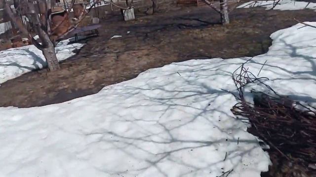 Как перезимовал наш сад/ Весна на даче/Mice gnawed at our garden in winter смотреть онлайн