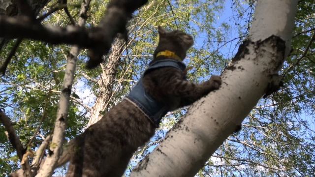 Выпустили домашнюю кошку в лес смотреть онлайн