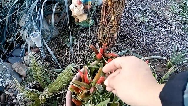 27 сентября. 🌡️- 3 холодно🌬️ все цветы побило морозом смотреть онлайн