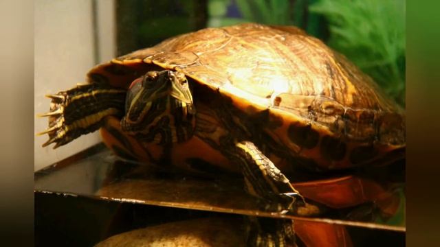 Занятие 20 Эти забавные животные часть 4 "Красноухие черепахи" смотреть онлайн