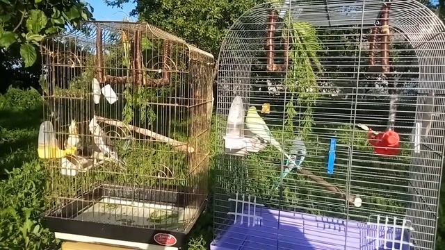 Кореллы и волнистые попугаи на природе смотреть онлайн