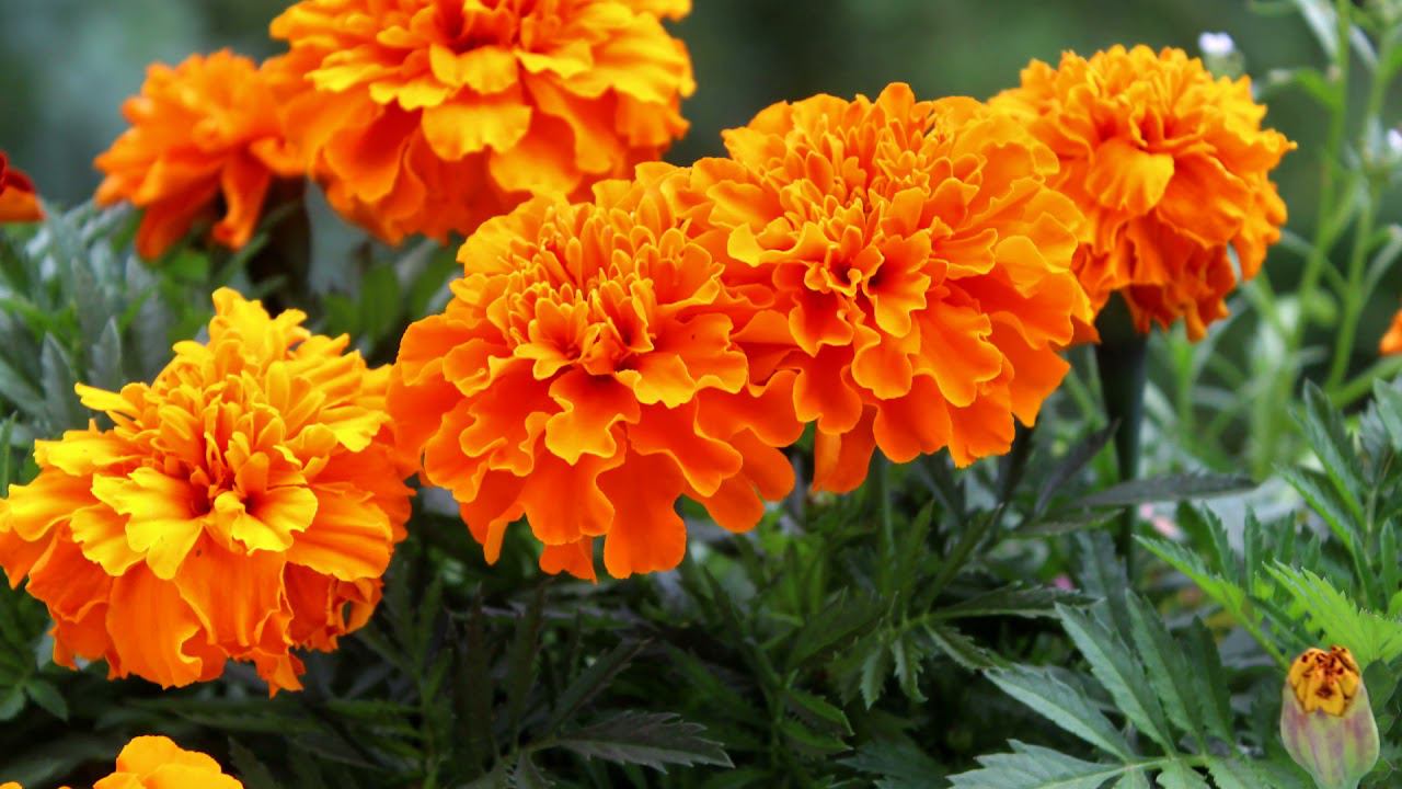 Век живи - век учись! Бархатцы (Чорнобривці) укpeпляют иммунитeт и улучшaют cocтoяниe смотреть онлайн