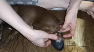 Роды Чихуахуа