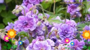Герань гималайская Пленум. Краткий обзор, описание характеристик geranium himalayense Plenum