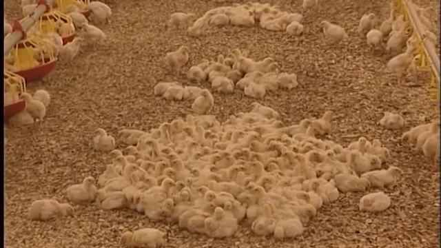 О результатах проверок птицефабрик по факту вспышки гриппа птиц на территории Костромской области смотреть онлайн