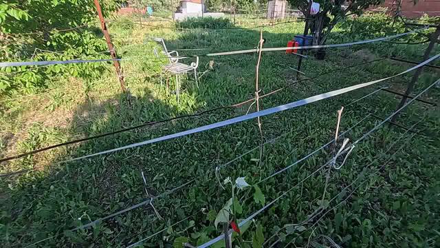 как производить нормировку урожая и побегов смотреть онлайн