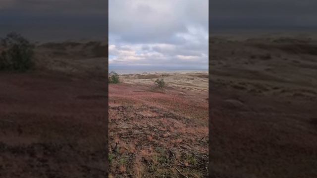 SaveInsta.App - 3399141055402185072 смотреть онлайн