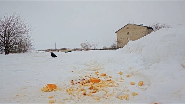 Зима, Грачи