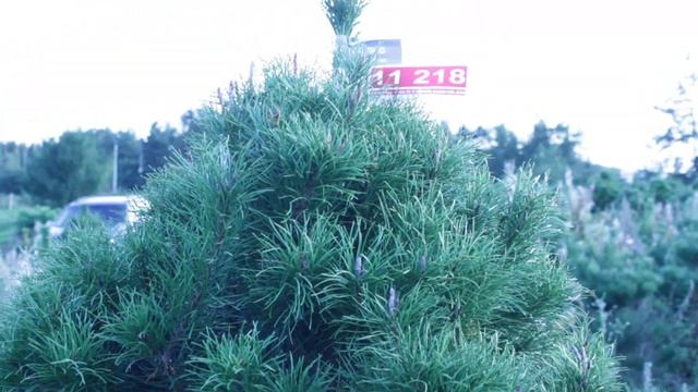 11 218 Сосна Датская срезанная 1.50 – 1.75 м. смотреть онлайн