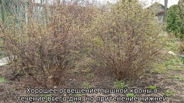 Жимолость Бакчарский Великан смотреть онлайн