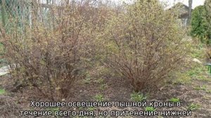 Жимолость Бакчарский Великан