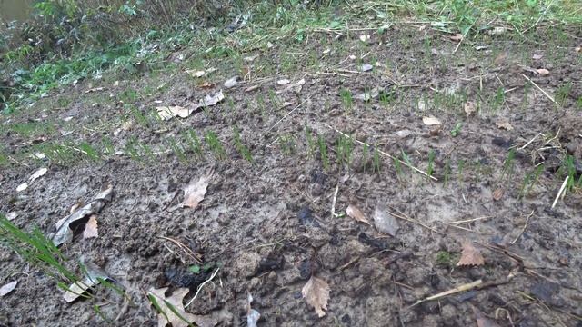 Выращиваем Озимую Пшеницу! №1 Осенние всходы. смотреть онлайн