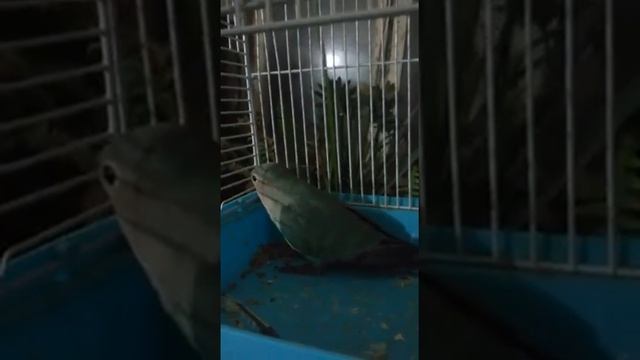Голубой неразлучник - Октай*Oktay смотреть онлайн