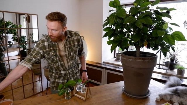 How to turn one plant into more! Propagate a Hibiscus + tips смотреть онлайн