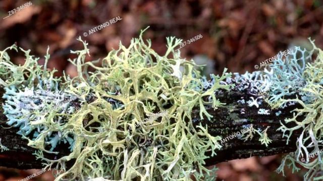 Old mans beard has many medicinal uses￼ смотреть онлайн