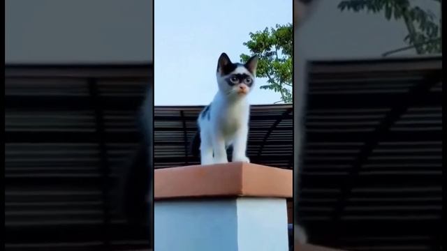 Маска Зорро - успокаивающий ошейник #shorts #кот #кошка #ошейник смотреть онлайн