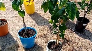 ОБЗОР СОРТОВ ЦИТРУСОВЫХ в коллекции на 2020г/ Цитрусовый Рай МариАны
