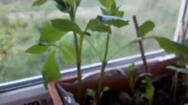 Жоржини. Жоржини з попереднім пророщенням. Георгины смотреть онлайн