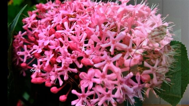 Красивое и живучее растение. Цветет все лето до морозов яркими соцветиями смотреть онлайн