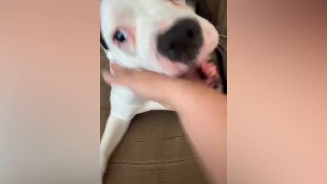 Мускулистые Американские Бульдоги. Как выглядит порода и сколько стоят щенки Амбули? смотреть онлайн