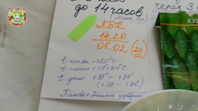 Почему 19 июня нужно посадить кустовые огурцы? Выращиваем быстро отменный урожай для заготовок смотреть онлайн