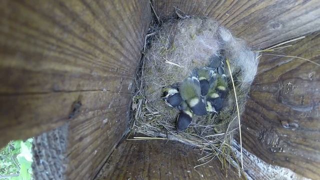 Синица большая №150603 3 скворечник в школьном саду 2015 06 05 3 смотреть онлайн