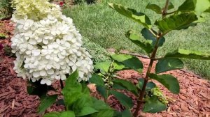 Устойчивые сорта метельчатых гортензий для выращивания на юге???