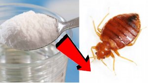 Как избавиться от клопов за 3 минуты !!!.