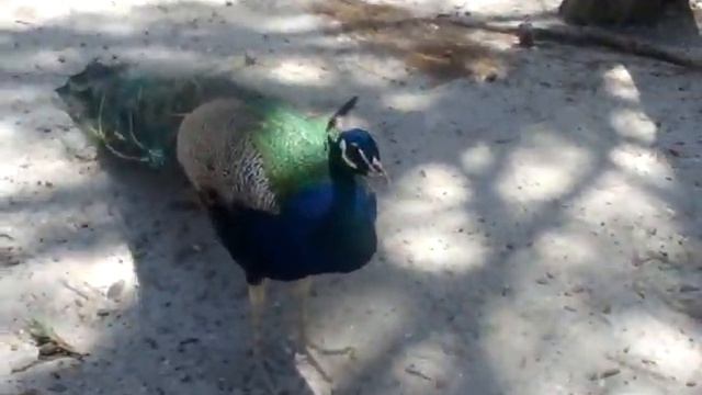 Павлины говоришь? смотреть онлайн