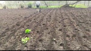 Как я сею кормовую свеклу. Весенний посев свеклы.