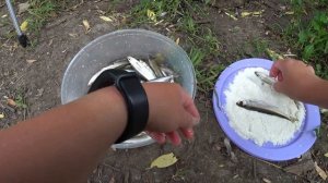 Жареная уклейка