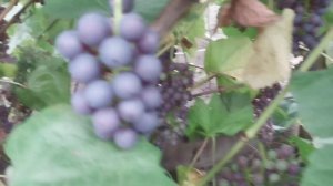 Виноград 🍇 Памяти Домбковской (ЧБЗ) . Неприхотливый сорт #виноград #garden #омск #summer #дача