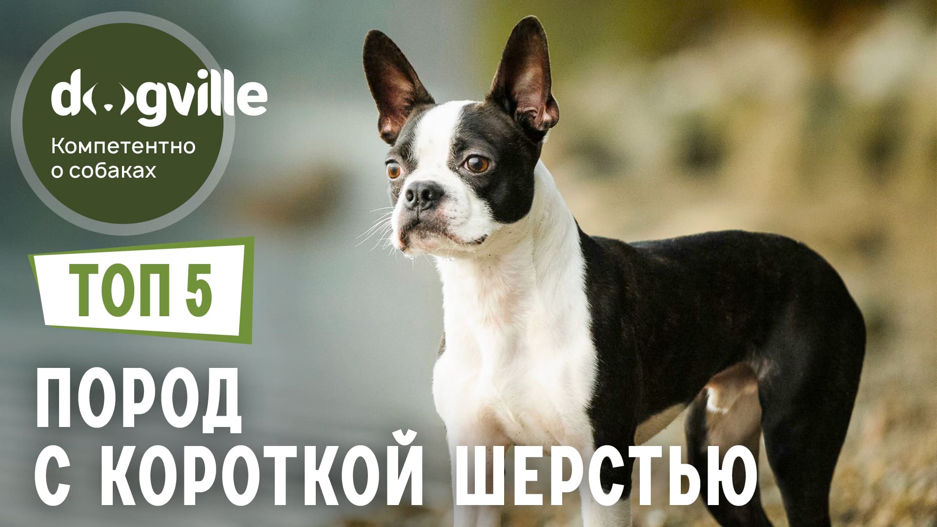 ТОП 5 Пород собак с самой КОРОТКОЙ шерстью смотреть онлайн