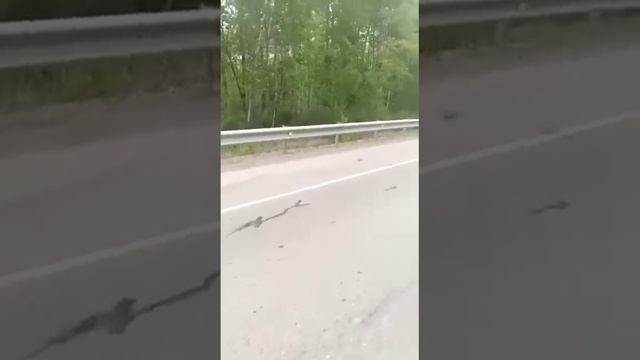 Нападение медведя на Лексус на дальнем востоке, Смотреть до конца. Жесть. смотреть онлайн