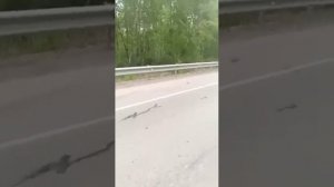 Нападение медведя на Лексус на дальнем востоке, Смотреть до конца. Жесть.