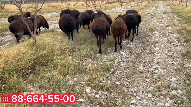 BUG'OZ SOVLIQ QUYLAR SOTILADI. 16 BOSH .DASTAFKA HIZMATI KELISHILADI.