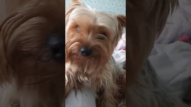 Прикол про собаку . Косточку смотреть онлайн