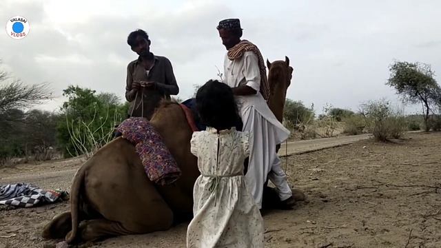 Riding On Camel | King of desert | How Camel is used in desert? | Valasai Vlogs смотреть онлайн