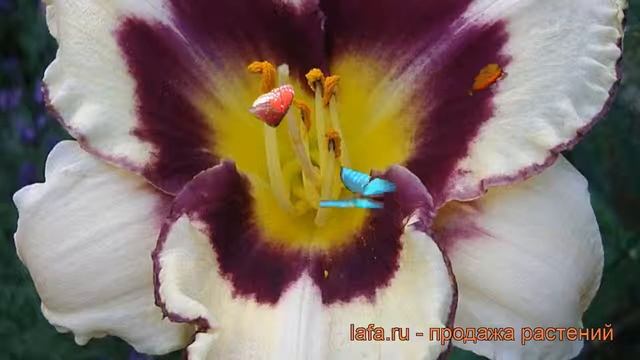 Лилейник гибридный Канадиан Бордер Петрол ? обзор: как сажать, рассада лилейника смотреть онлайн