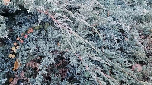 МОЖЖЕВЕЛЬНИК стелющийся смотреть онлайн