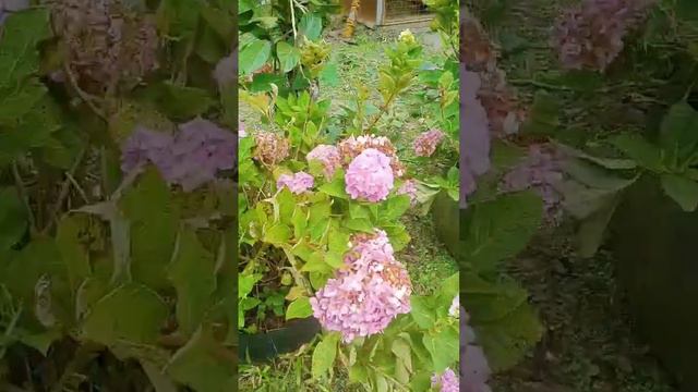 MILLION FLOWERS WOW😱😱 #trending #flowers #viralvideo #love #shortvideo #short смотреть онлайн