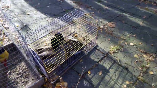 Выставка голубей новоэкономическое 2018 смотреть онлайн