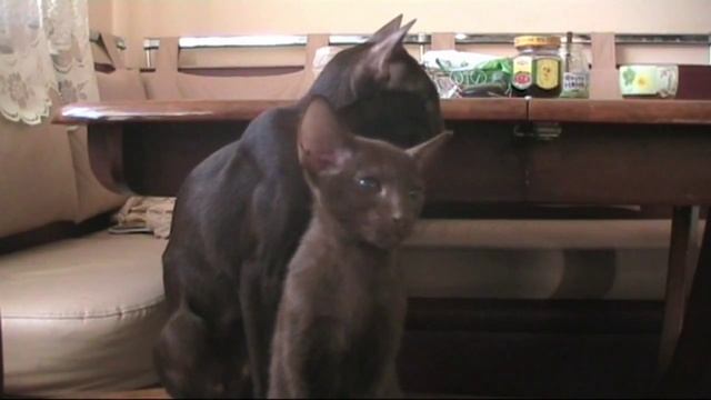 конор и мама кошка cat havana brown oriental смотреть онлайн