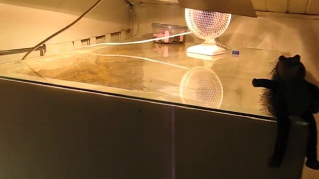 nepenthes@highland setup 5 смотреть онлайн