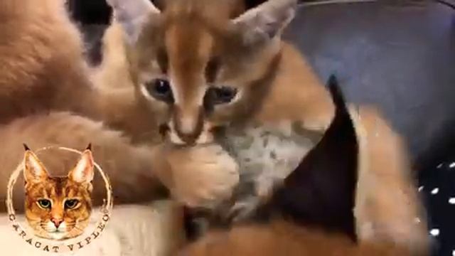 Первый и единственный в мире помет котят каракет Ф1 (75% крови каракала!).