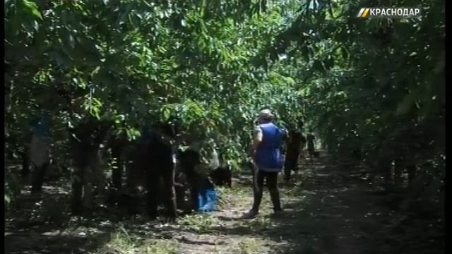 На краснодарских рынках после дождей подорожала черешня и клубника смотреть онлайн