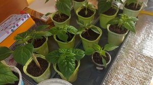 Вторая подкормка рассады острого перца. 19 января.