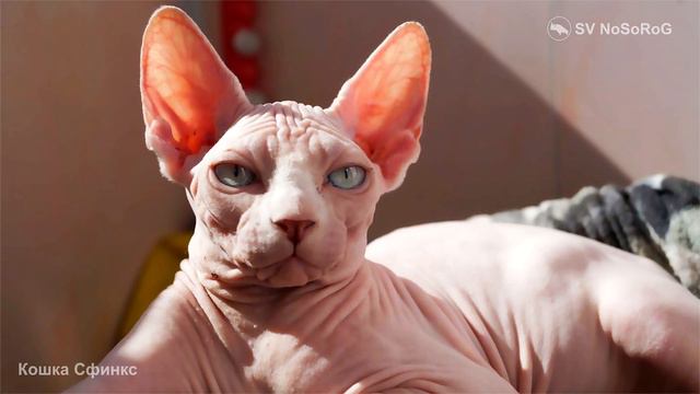 Кошка Сфинкс смотреть онлайн
