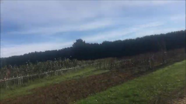 France. Покупаем хурму в питомнике. Немного об инжирах. смотреть онлайн