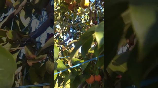Многосортовое деревце хурмы, состояние на 24.10.2022 г. Николаев (сразу извиняюсь за тихий звук) смотреть онлайн